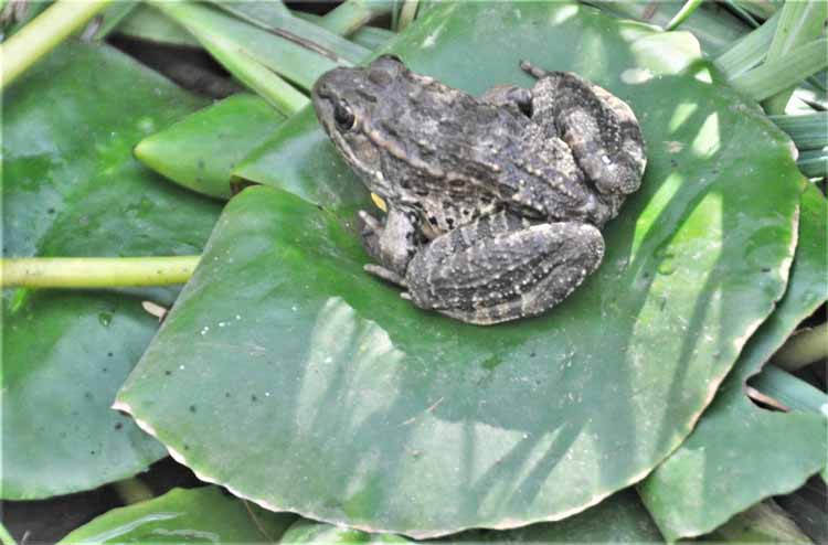 frog on lily pad